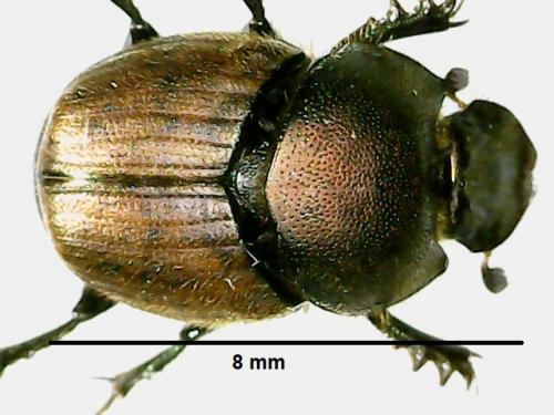 Onthophagus coenobita